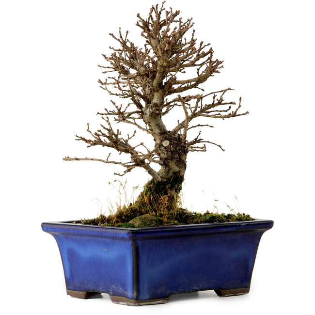 Ulmus parvifolia Nire, 16 cm, ± 10 jaar oud