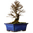 Ulmus parvifolia Nire, 16 cm, ± 10 Jahre alt