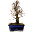 Ulmus parvifolia Nire, 19 cm, ± 10 years old