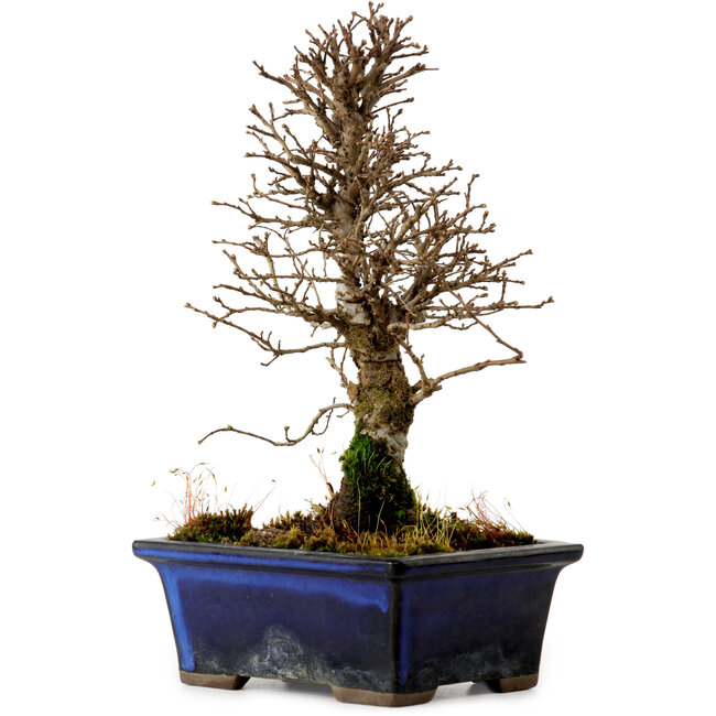 Ulmus parvifolia Nire, 19 cm, ± 10 jaar oud