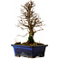 Ulmus parvifolia Nire, 19 cm, ± 10 Jahre alt
