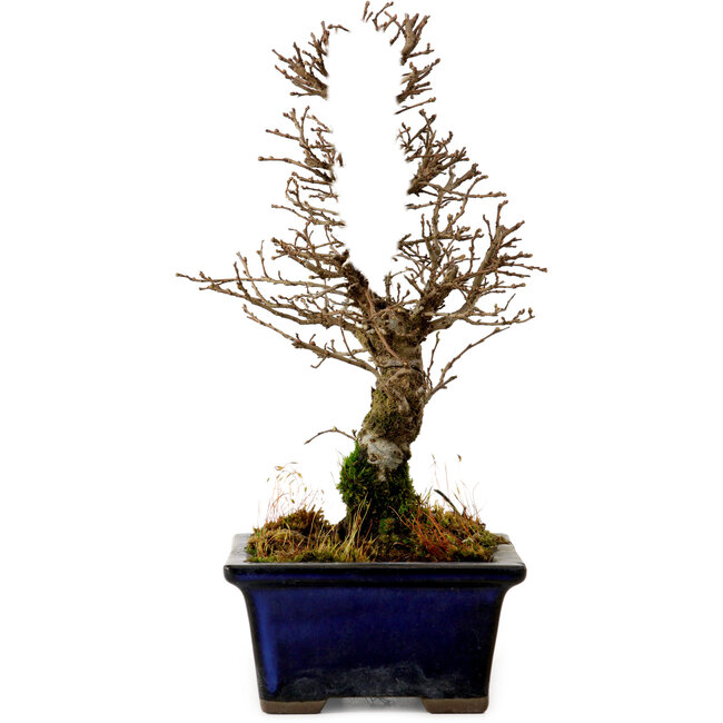 Ulmus parvifolia Nire, 19 cm, ± 10 anni