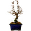 Ulmus parvifolia Nire, 19 cm, ± 10 years old