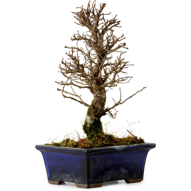 Ulmus parvifolia Nire, 19 cm, ± 10 jaar oud