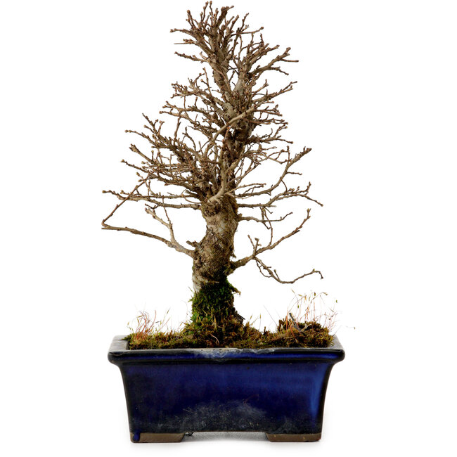 Ulmus parvifolia Nire, 19 cm, ± 10 Jahre alt
