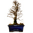Ulmus parvifolia Nire, 19 cm, ± 10 Jahre alt