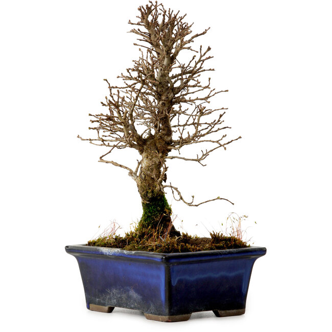 Ulmus parvifolia Nire, 19 cm, ± 10 Jahre alt