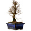 Ulmus parvifolia Nire, 19 cm, ± 10 anni