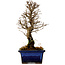 Ulmus parvifolia Nire, 19 cm, ± 10 years old