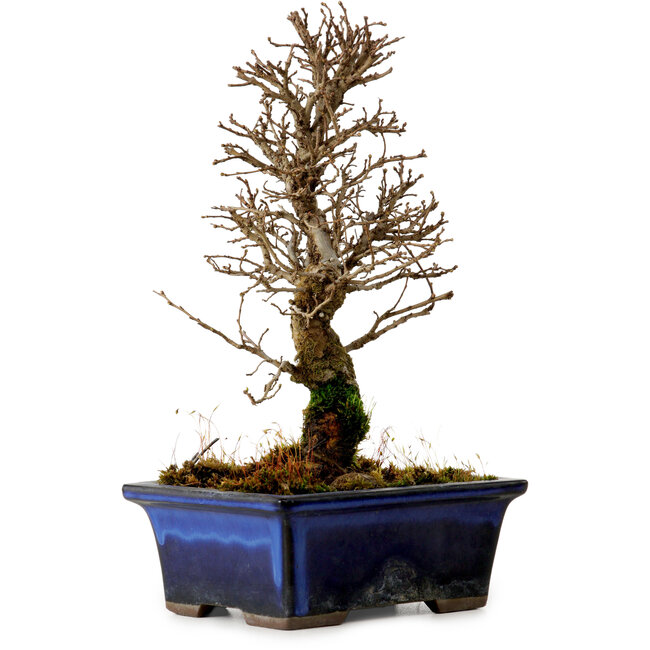 Ulmus parvifolia Nire, 19 cm, ± 10 anni