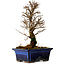 Ulmus parvifolia Nire, 19 cm, ± 10 ans