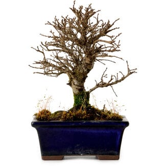 Ulmus parvifolia Nire, 16 cm, ± 10 years old