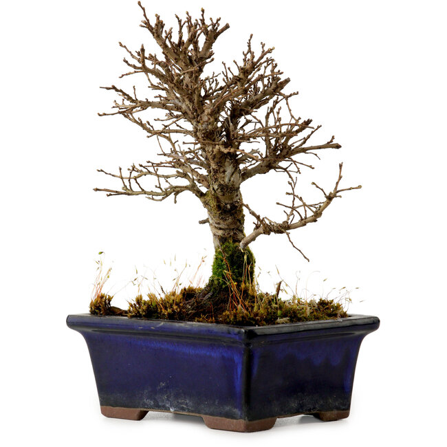 Ulmus parvifolia Nire, 16 cm, ± 10 years old