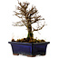 Ulmus parvifolia Nire, 16 cm, ± 10 Jahre alt