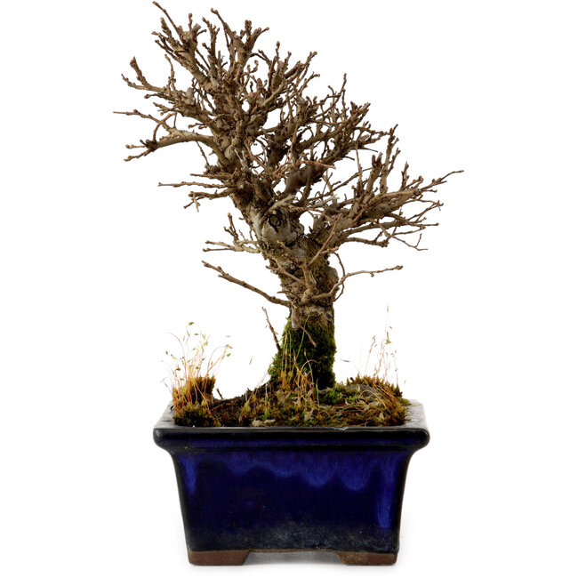 Ulmus parvifolia Nire, 16 cm, ± 10 jaar oud