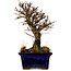 Ulmus parvifolia Nire, 16 cm, ± 10 ans