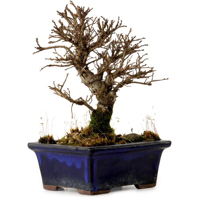 Ulmus parvifolia Nire, 16 cm, ± 10 anni