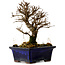 Ulmus parvifolia Nire, 16 cm, ± 10 Jahre alt