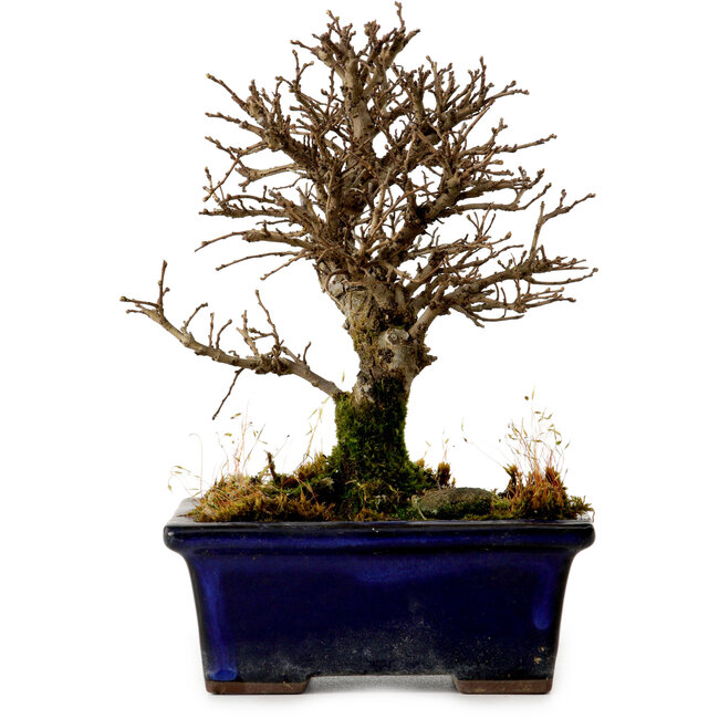 Ulmus parvifolia Nire, 16 cm, ± 10 years old