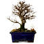 Ulmus parvifolia Nire, 16 cm, ± 10 anni