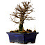 Ulmus parvifolia Nire, 16 cm, ± 10 years old
