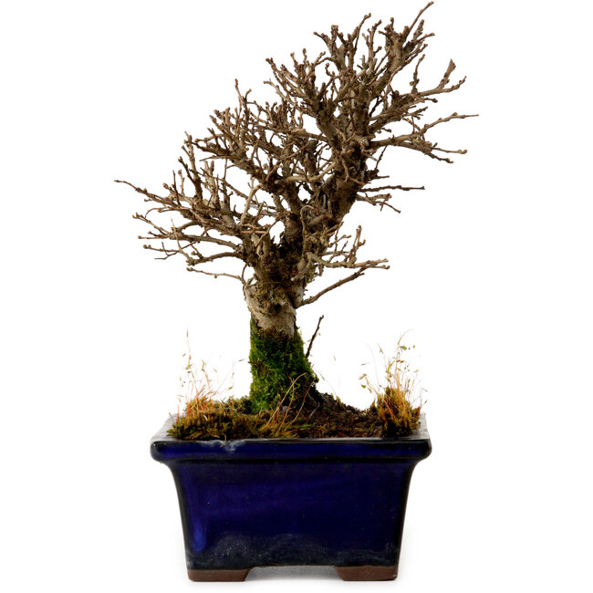 Ulmus parvifolia Nire, 16 cm, ± 10 years old