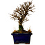 Ulmus parvifolia Nire, 16 cm, ± 10 ans