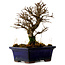 Ulmus parvifolia Nire, 16 cm, ± 10 Jahre alt