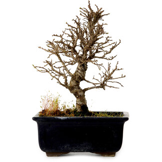 Ulmus parvifolia Nire, 17 cm, ± 10 years old