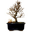Ulmus parvifolia Nire, 17 cm, ± 10 Jahre alt