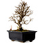 Ulmus parvifolia Nire, 17 cm, ± 10 years old