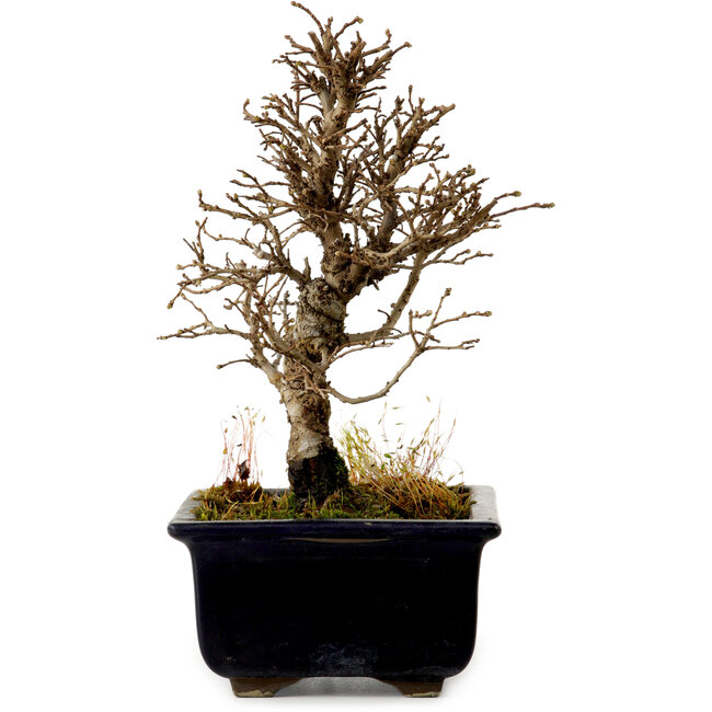 Ulmus parvifolia Nire, 17 cm, ± 10 jaar oud
