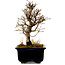 Ulmus parvifolia Nire, 17 cm, ± 10 years old