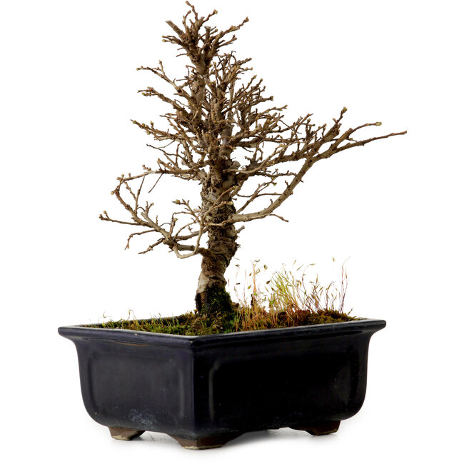 Ulmus parvifolia Nire, 17 cm, ± 10 jaar oud