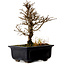 Ulmus parvifolia Nire, 17 cm, ± 10 ans