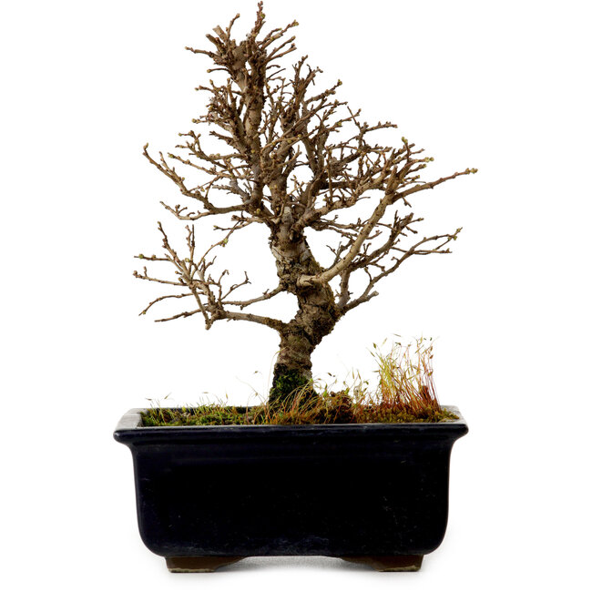 Ulmus parvifolia Nire, 17 cm, ± 10 years old