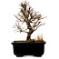 Ulmus parvifolia Nire, 17 cm, ± 10 Jahre alt