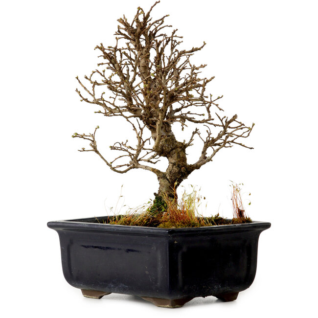 Ulmus parvifolia Nire, 17 cm, ± 10 years old