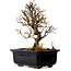 Ulmus parvifolia Nire, 17 cm, ± 10 years old