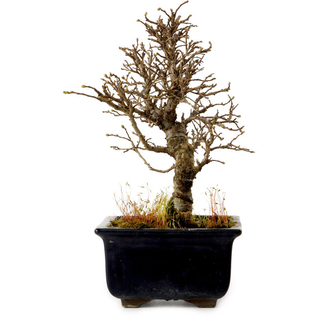 Ulmus parvifolia Nire, 17 cm, ± 10 años