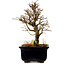 Ulmus parvifolia Nire, 17 cm, ± 10 years old