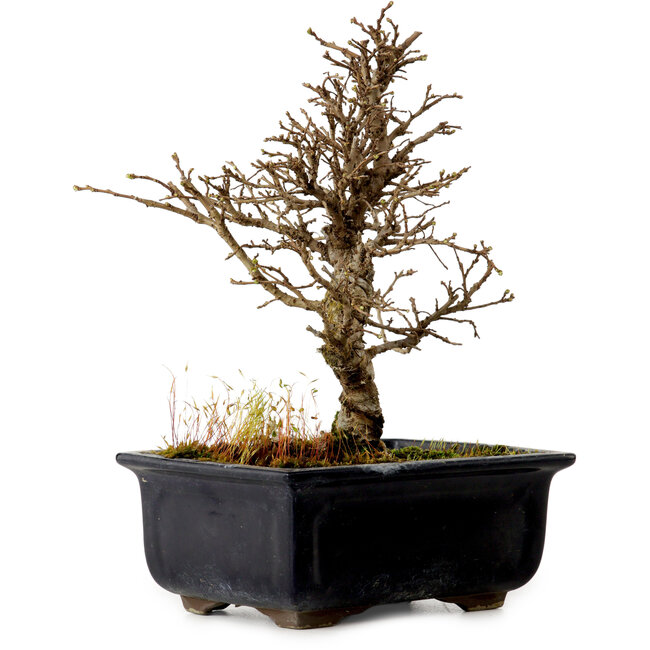 Ulmus parvifolia Nire, 17 cm, ± 10 years old