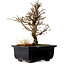 Ulmus parvifolia Nire, 17 cm, ± 10 Jahre alt