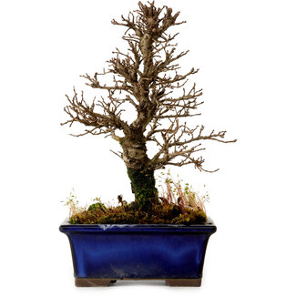 Ulmus parvifolia Nire, 18,5 cm, ± 10 Jahre alt