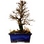 Ulmus parvifolia Nire, 18,5 cm, ± 10 ans
