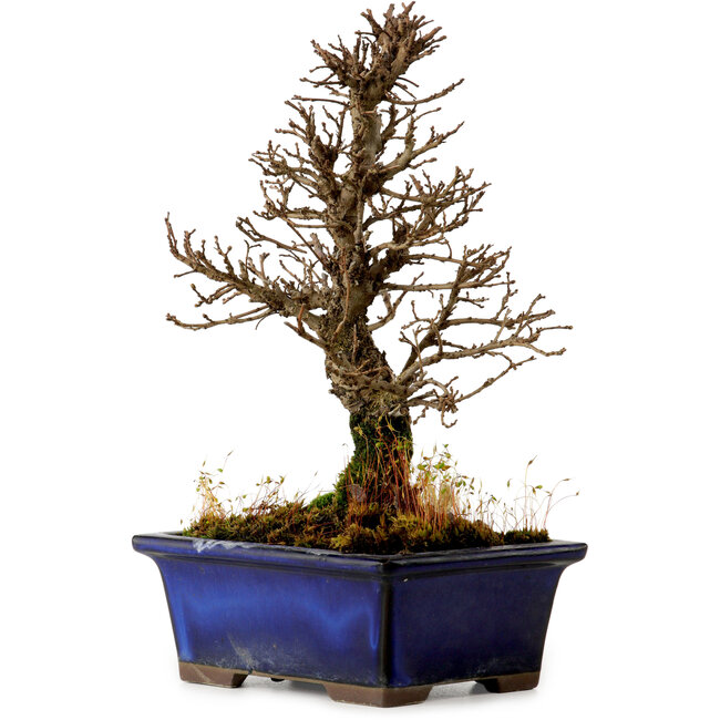 Ulmus parvifolia Nire, 18,5 cm, ± 10 jaar oud