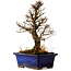 Ulmus parvifolia Nire, 18,5 cm, ± 10 Jahre alt