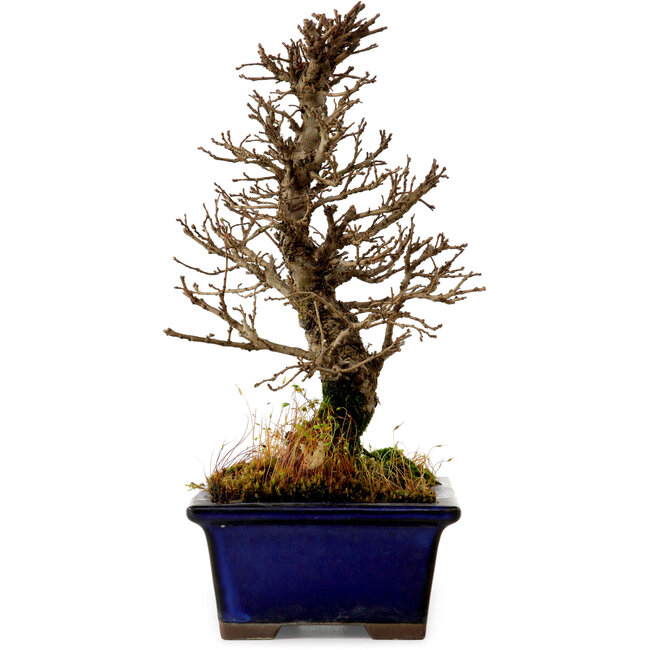 Ulmus parvifolia Nire, 18,5 cm, ± 10 años