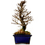 Ulmus parvifolia Nire, 18,5 cm, ± 10 Jahre alt