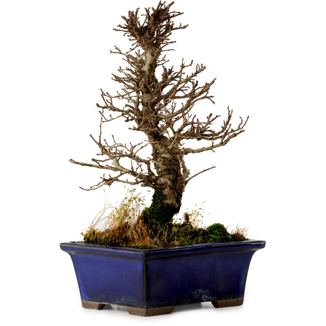 Ulmus parvifolia Nire, 18,5 cm, ± 10 años